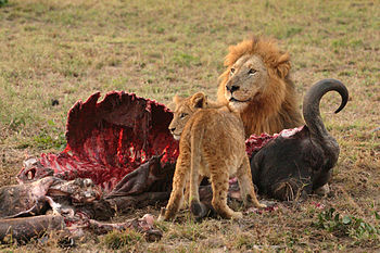 Cria e leão adulto a comer um búfalo