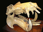Um crânio de hipopótamo