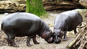 Hipopótamos-pigmeus